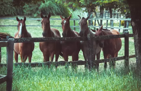 Hito argentino: nacen los primeros caballos del mundo editados genticamente