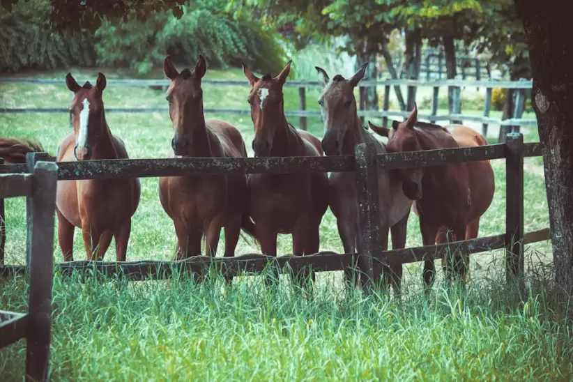 Foto De Un Grupo De Caballos