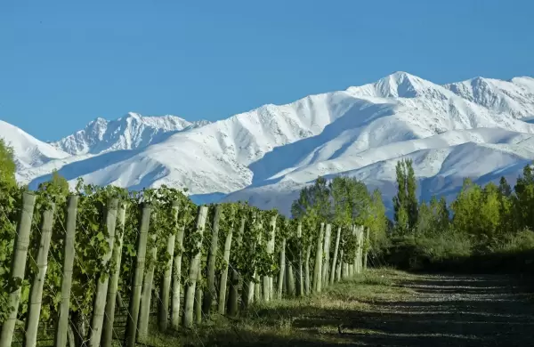 El Pinot Noir argentino que seleccionó Forbes entre los 20 mejores ejemplares del mundo