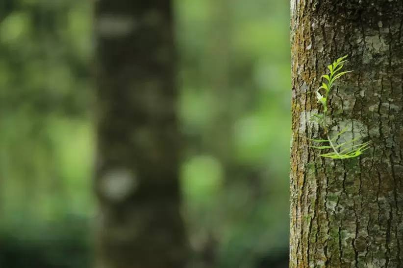 Fotografa De Enfoque Superficial De Tronco De rbol Marrn