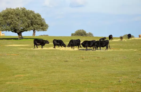 Conexin Ganadera: el streaming que no fue, el pronunciamiento de Orsi y la polmica por rol del BCU