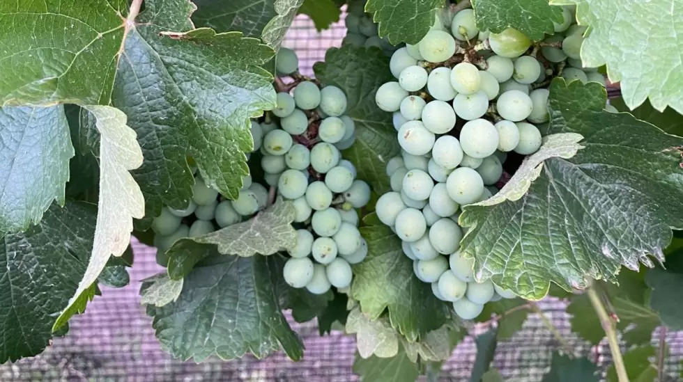 Uvas de vino