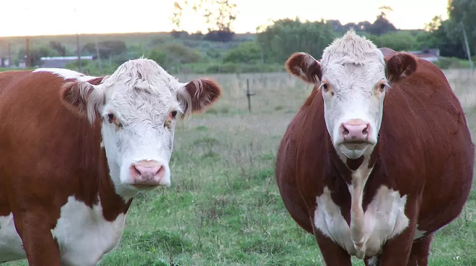 Campo con vacas hereford. Foto: Wikimedia Commons.