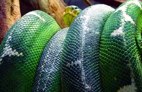 Hallan en América Latina a la serpiente más grande del mundo: pesa más de 1000 kilos