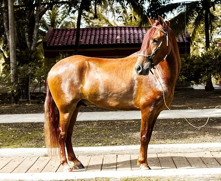 comprar caballo deportivo francis andreu