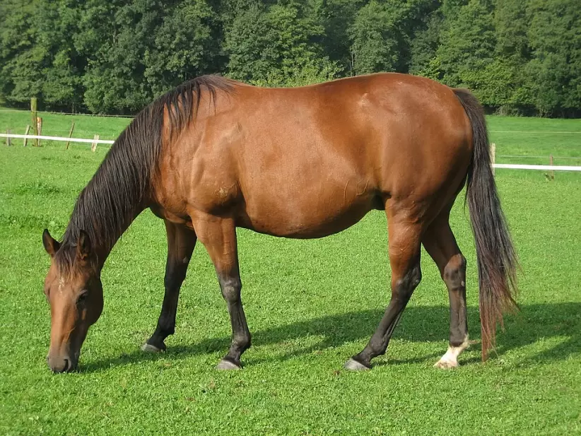 comprar caballo deportivo francis andreu