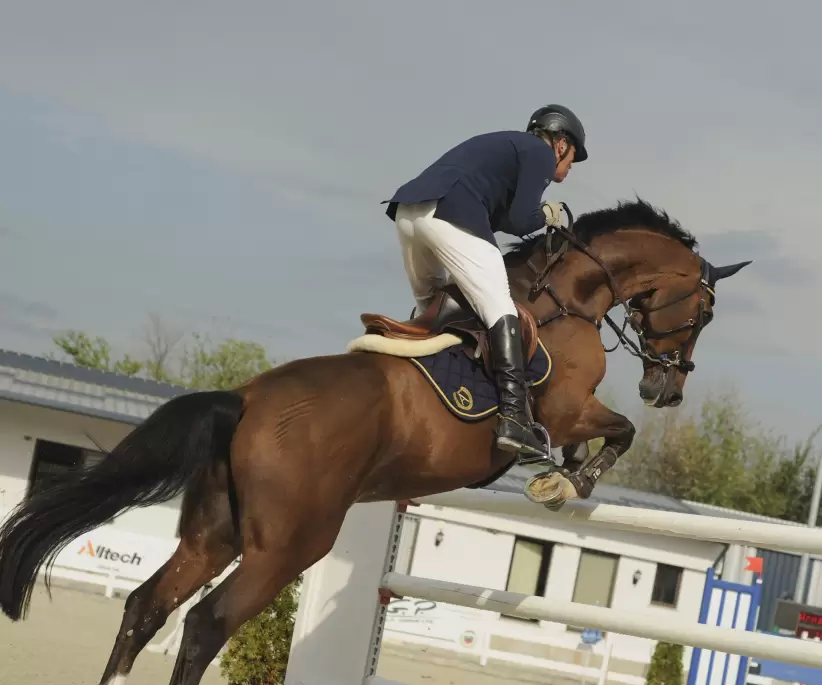 comprar caballo deportivo francis andreu