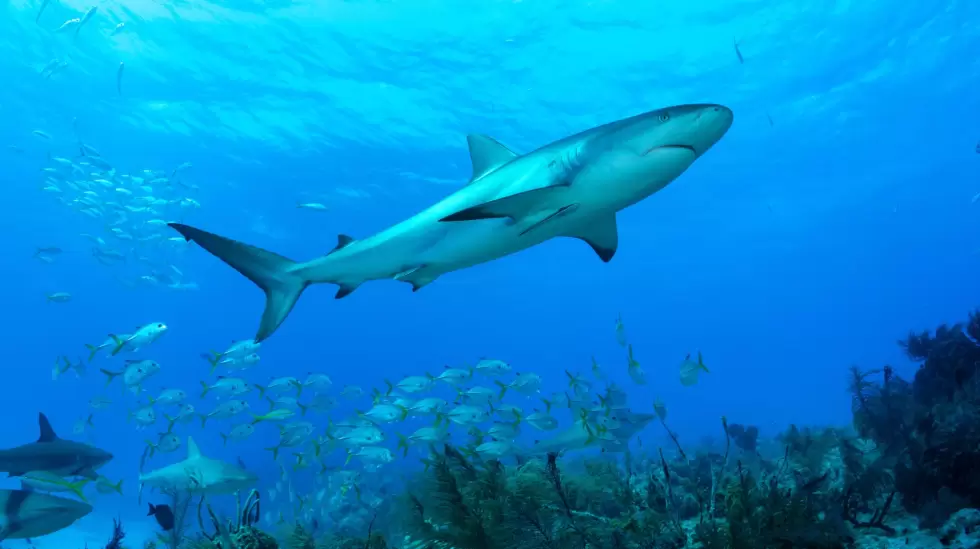 Un tiburn de arrecife del Caribe en las Bahamas. Cristina Mittermeier