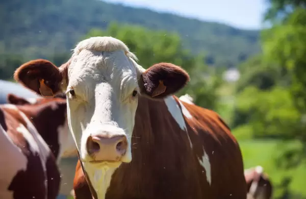 Pantalla Uruguay, el negocio que nació por la aftosa y hoy remata ganado por US$ 105 millones al año
