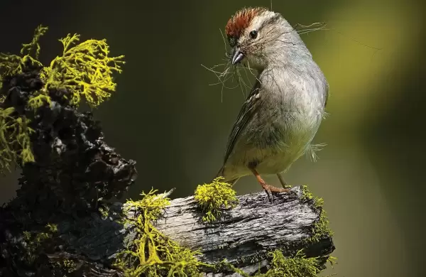 Las 16 fotos de aves más impresionantes del año