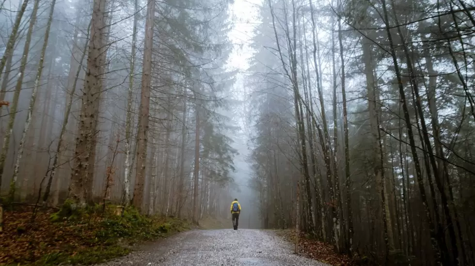 Caminata por el bosque