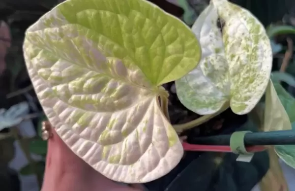 El auge de las "plantas raras": por qué se vendieron por más de US$ 26.000