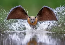 Naturaleza asombrosa: 21 fotos que compiten por el premio al "Fotgrafo de primer plano 2025"