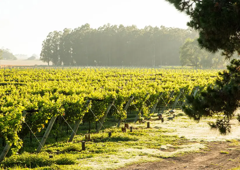 viajes vinos_0000_trapiche costa y pampa