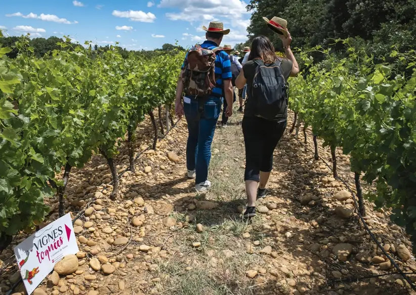 viajes vinos_0003_vignes_toquees