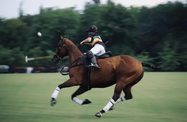 El polo uruguayo entra en una nueva liga: más caballos, más inversión y proyección internacional