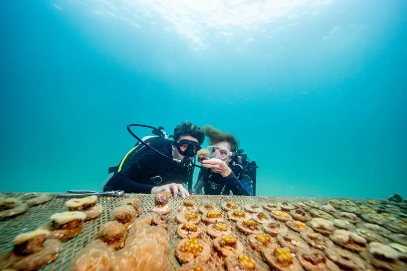 rolex coral ©Rolex/ Tim McKenna