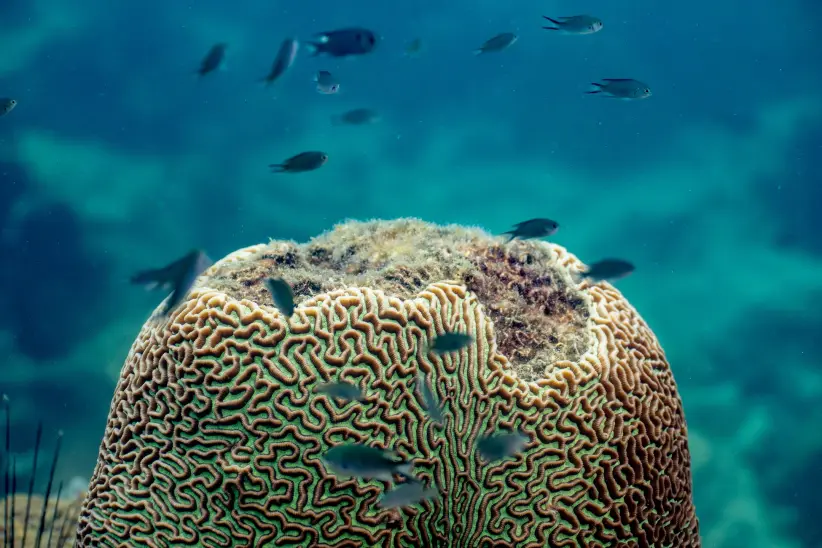 rolex coral ©Rolex/ Tim McKenna