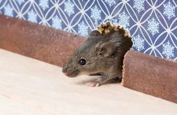 Salir de la ratonera