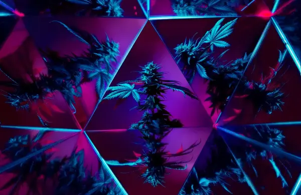 Por qué fracasaron muchas de las marcas de cannabis de celebrities