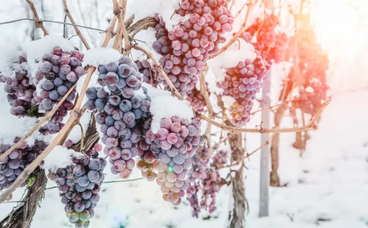 ice wine canada