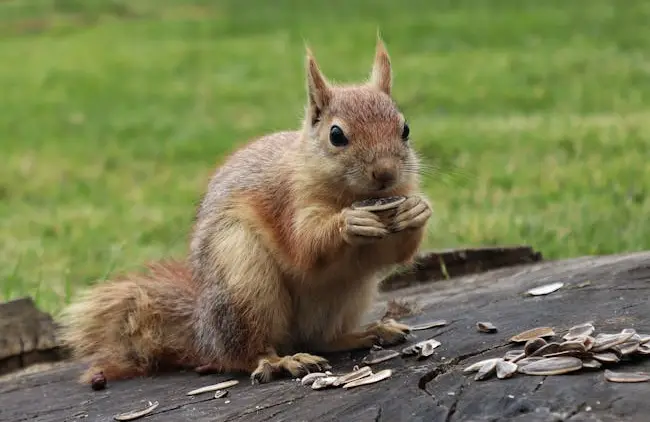 Los videos de animales salvajes ganadores del Comedy Wildlife Photography Awards