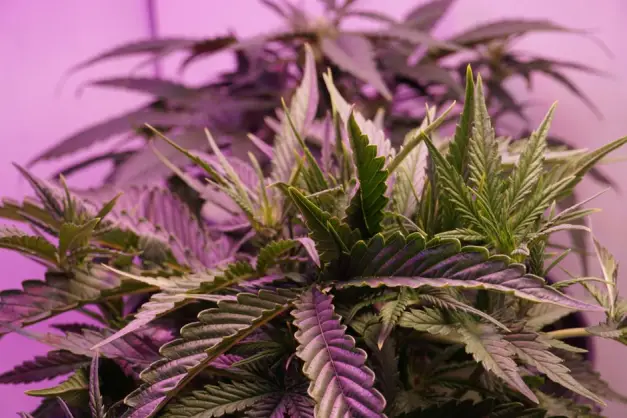 Primer plano detallado de hojas vibrantes de cannabis iluminadas por luz púrpura, mostrando un follaje exuberante. (Foto: Pexels)
