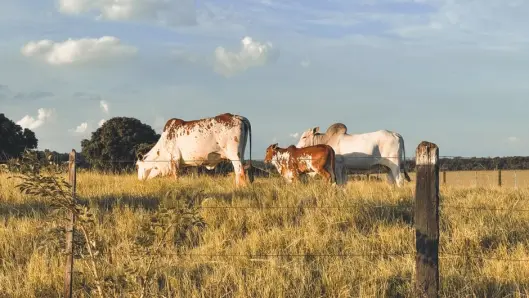Escena pastoral de vacas pastando en un campo soleado bajo un cielo azul. (Foto: Pexels)