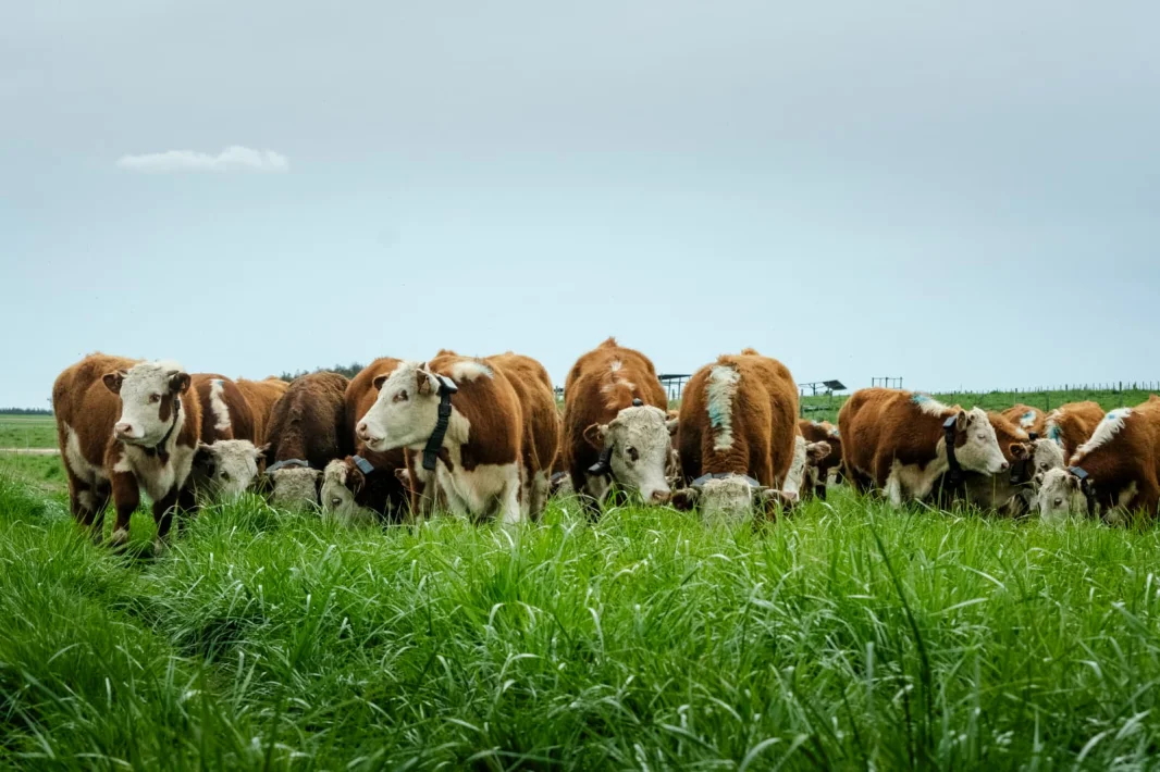 Halter llega a Uruguay