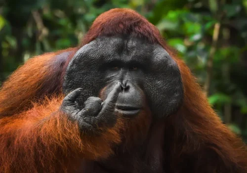 Las 18 fotos de animales finalistas que podrían ganar por los Comedy Wildlife Photography Awards 2026